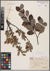 Foto von Salix aurita L. x Salix caprea L.